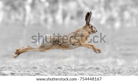Black and white photography with color run hare