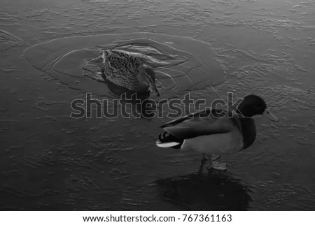 Black and white photography of ducks swimming in icy water