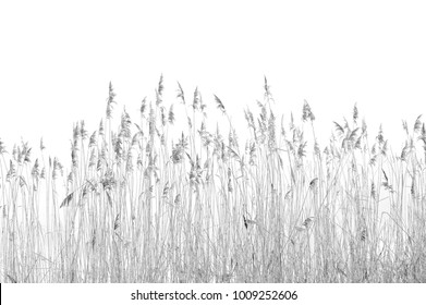 Black and white photography of isolated canebrake with white background