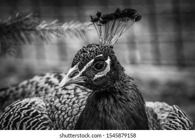 peacock images black and white