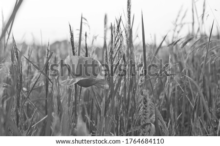 Black and white photography. Sunset or dawn, meadow, grass, field, countryside, poppies,  sky and sun