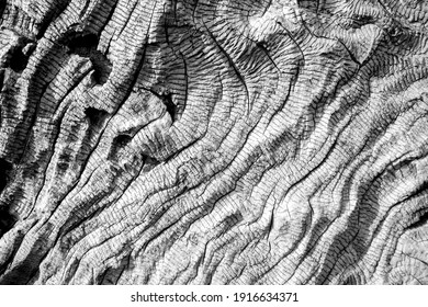 529,652 Bark wood texture Images, Stock Photos & Vectors | Shutterstock