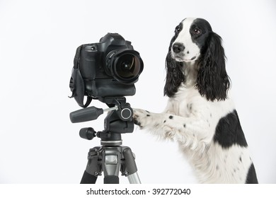 Black And White Photos Of The Dog Is With A Tripod And A Camera