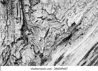 Black White Photowood Bark Texture Background Stock Photo 286039607 ...