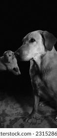 Black and White Phpto of Labrador Dogs Staring at Pizza - Shutterstock ID 2315286047