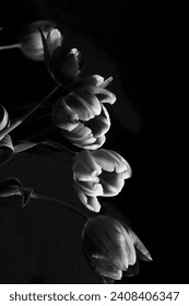 Black and white phtograph of a small bunch of tulips with soft but contrast lighting 