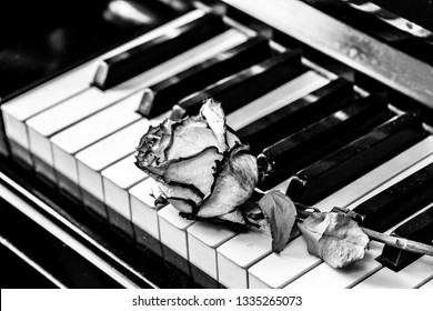 Black and white piano keys with dry rose. Concept for love of music, for the composer, musical inspiration.