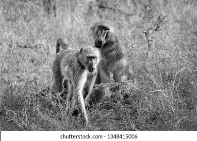 Black and white picture of baboons in the wild