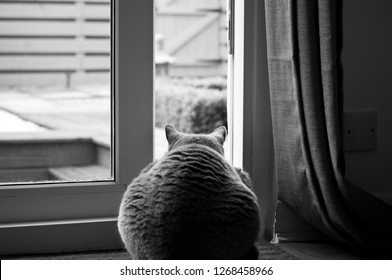 Black And White Picture Of A British Short Hair Cat Sitting In Front Of An Open Patio Door Leading To A Garden In A House In Edinburgh City, Scotland, UK