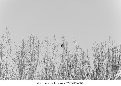 Black and white picture of a carrion crow (corvus corone) in the winterly treetops