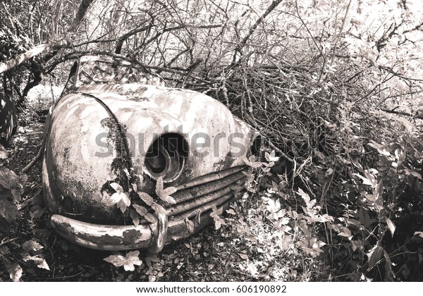 Black and\
white picture of the cars turned into wrecks deep in swedish\
forests. The nature is slowly taking\
control.