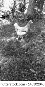 A Black And White Picture Of A Chicken In The Grass In Vermont In The Summer.