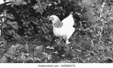 A Black And White Picture Of A Chicken In The Grass In Vermont In The Summer.