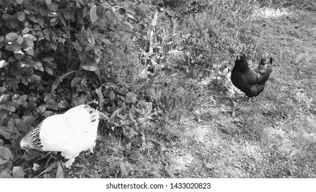 A Black And White Picture Of A Chicken In The Grass In Vermont In The Summer.