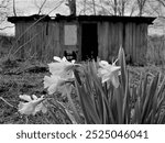 Black and white picture with daffodils and old barn