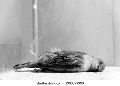 Black White Picture Dead Pigeonclose Shotpigeon Stock Photo 1303879990 ...