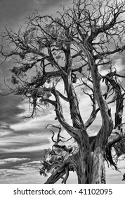 Black and White Picture of Dead Tree with Dramatic Sky in the Background.