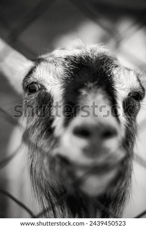 Black and white picture of goat behind fence.