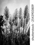 Black and white picture of Pampas Grass in the garden. 