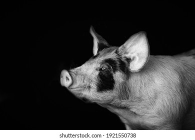 Black And White Picture Pig