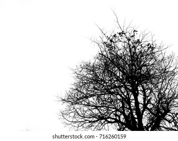 469 Wailing tree Images, Stock Photos & Vectors | Shutterstock