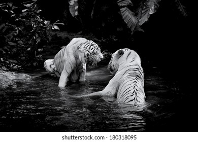 Black and white picture of two White Tigers