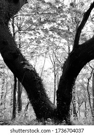 A Black And White Picture Of A V-shaped Tree In Riis Skov Forest In Aarhus, Which Gives An Autumn Feeling.