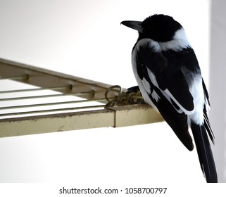 Black And White Pied Butcher Bird Perching On Clothesline, Queensland Australia