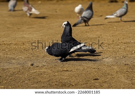 Black And White Pigeon Background Pigeons Pigeon on ground pigeon group 7 Pigeon