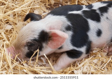 Black and White Piglet Sleeping Peacefully - Powered by Shutterstock