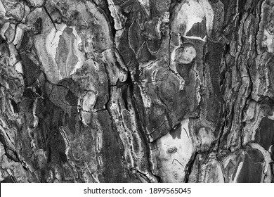 Black And White Pine Bark Texture