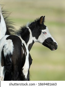 black and white foals