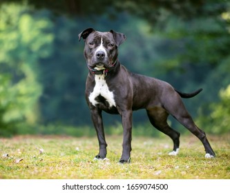 A black and white Pit Bull Terrier mixed breed dog standing outdoors