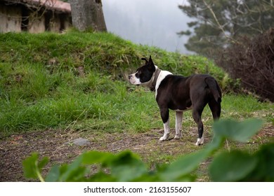 Black And White Pit Bull With Undocked Tail And Ears. In The Garden At Home Standing Guard Looking At The Horizon. One More Member Of The Family. Copy Space.