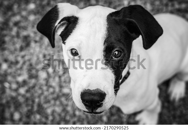 Black White Pit Lab Mix Puppy Stock Photo 2170290525 | Shutterstock