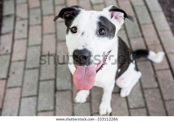 白黒のピットブル ミックス犬が公園に座っている の写真素材 今すぐ編集