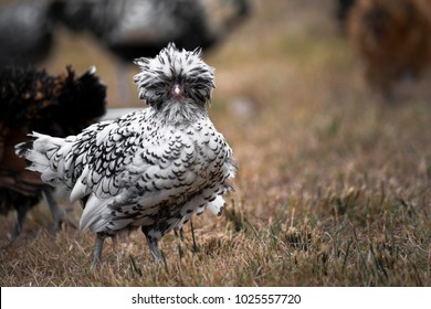 Black And White Polish Chicken On The Grass Standing With It's Bobble Head Facing The Camera.