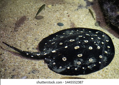 Black And White Polka Dot Sting Ray On Sea Floor