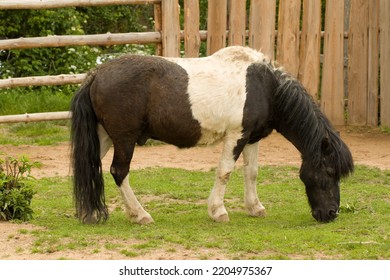 Black And White Pony Grazing In A Zoo