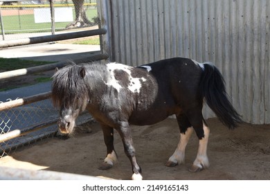 Black And White Pony At A Local Petting Zoo