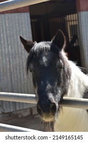 Black And White Pony At A Local Petting Zoo