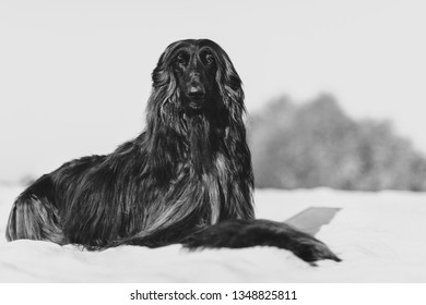 Black And White Portrait Of Afghan Hound Lying On Sand In Desert