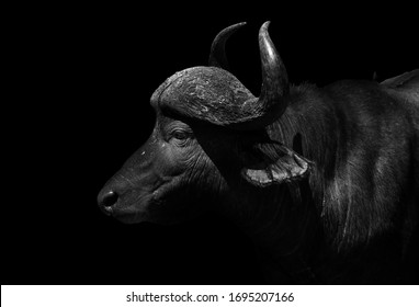 A black and white portrait of an African buffalo