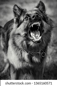 Black and white portrait of angry dog barking, showing his teeth and ready to attack
