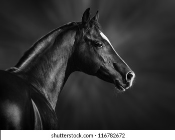 Black and white portrait of arabian horse