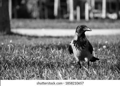 
Black And White Portrait Of Crow Chasing Prey, Horror Movie