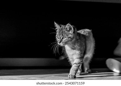 Black and White Portrait of a Curious Kitten Walking in Dramatic Lighting - Powered by Shutterstock