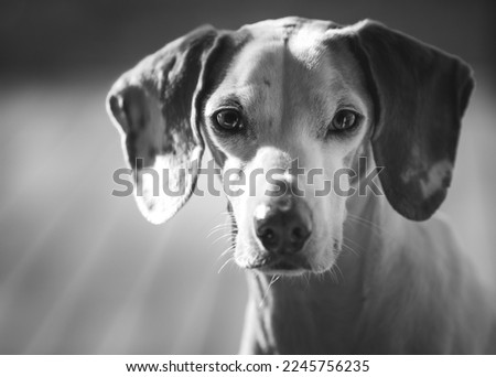 pursuer Dog Looking Snout