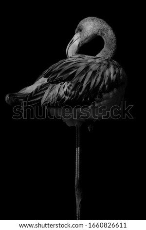 Black white portrait of a flamingo that rests on one leg.
