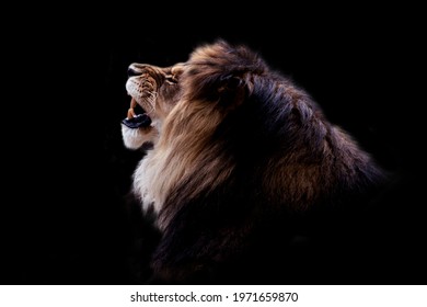 Black and white Portrait of a gorgeous Male Lion against black background. Dark moody animal photo.